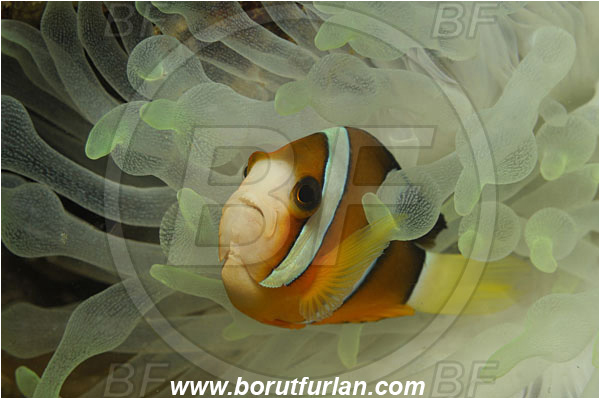Lembeh strait, Sulawesi, Indonesia, Amphiprion clarkii, Amphiprion, Pomacentridae, Clark