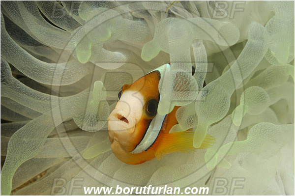 Lembeh strait, Sulawesi, Indonesia, Amphiprion clarkii, Amphiprion, Pomacentridae, Clark