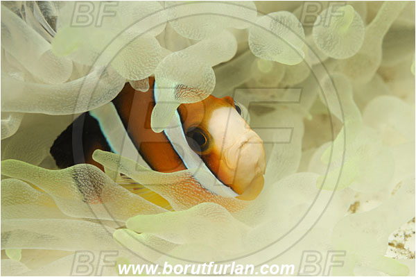 Lembeh strait, Sulawesi, Indonesia, Amphiprion clarkii, Amphiprion, Pomacentridae, Clark