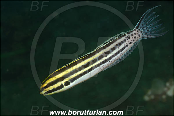 Lembeh strait, Sulawesi, Indonesia, Meiacanthus grammistes, Meiacanthus, Blenniidae, Striped Blenny, Blenny, Fish