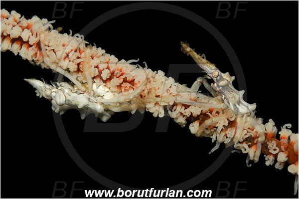 Lembeh strait, Sulawesi, Indonesia, Xenocarcinus tuberculatus, Xenocarcinus, Epialtidae, Decapoda, Whip Coral Spider Crab, Crab, Crustacea, Crustacean