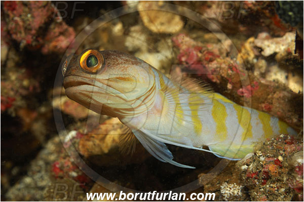 Lembeh strait, Sulawesi, Indonesia, Opistognathus randalli, Opistognathus, Opistognathidae, Gold-specs jawfish, Jawfish, Fish