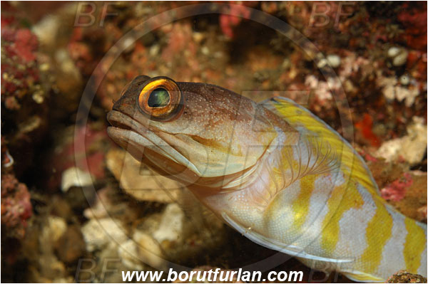 Lembeh strait, Sulawesi, Indonesia, Opistognathus randalli, Opistognathus, Opistognathidae, Gold-specs jawfish, Jawfish, Fish, Portrait