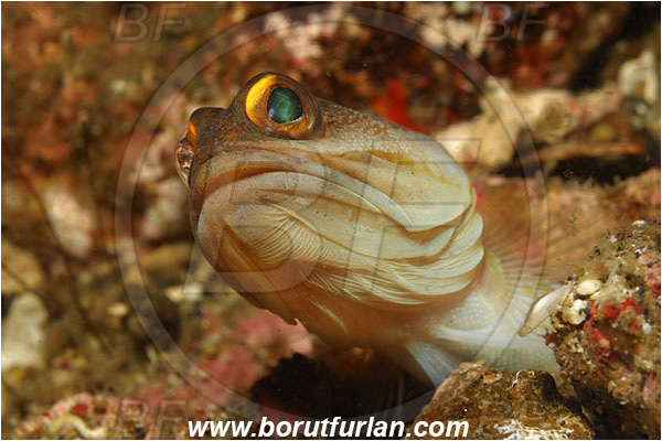 Lembeh strait, Sulawesi, Indonesia, Opistognathus randalli, Opistognathus, Opistognathidae, Gold-specs jawfish, Jawfish, Fish, Portrait