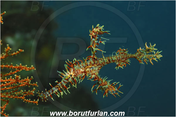 Lembeh strait, Sulawesi, Indonesia, Solenostomus paradoxus, Solenostomus, Solenostomidae, Harlequin Ghost Pipefish, Ornate Ghost Pipefish, Fish