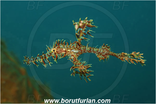 Lembeh strait, Sulawesi, Indonesia, Solenostomus paradoxus, Solenostomus, Solenostomidae, Harlequin Ghost Pipefish, Ornate Ghost Pipefish, Fish, Juvenile