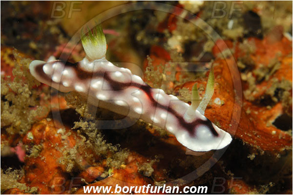 Lembeh strait, Sulawesi, Indonesia, Goniobranchus geometricus, Goniobranchus, Chromodorididae, Geometric Chromodoris, Nudibranch, Sea slug, Gastropoda, Mollusca, Mollusc