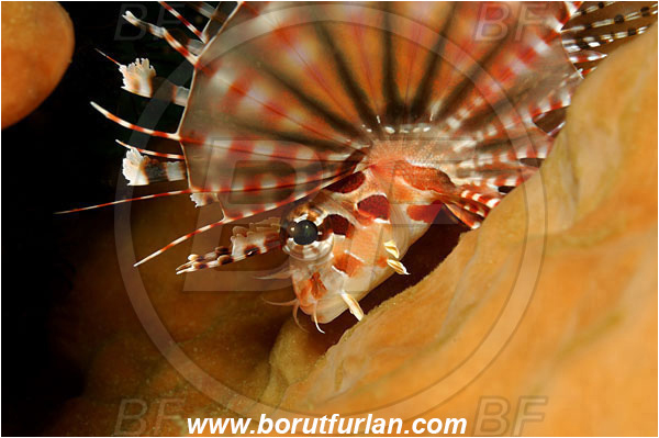 Lembeh strait, Sulawesi, Indonesia, Dendrochirus zebra, Dendrochirus, Scorpaenidae, Zebra lionfish, Lionfish, Fish