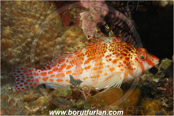 Lembeh strait, Sulawesi, Indonesia, Cirrhitichthys falco, Cirrhitichthys, Cirrhitidae, Dwarf hawkfish, Falco Hawkfish, Hawkfish, Fish