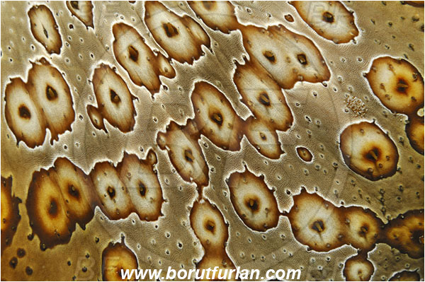 Lembeh strait, Sulawesi, Indonesia, Bohadschia argus, Eyed Sea Cucumber, Sea Cucumber, Holothuriidae, Echinodermata, Echinoderm, Abstract