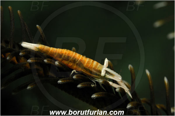 Lembeh strait, Sulawesi, Indonesia, Laomenes amboinensis, Laomenes, Palaemonidae, Ambon Crinoid Shrimp, Shrimp, Decapoda, Crustacea, Crustacean