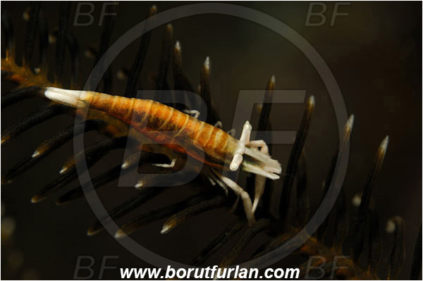 Lembeh strait, Sulawesi, Indonesia, Laomenes amboinensis, Laomenes, Palaemonidae, Ambon Crinoid Shrimp, Shrimp, Decapoda, Crustacea, Crustacean