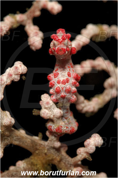 Lembeh strait, Sulawesi, Indonesia, Hippocampus bargibanti, Hippocampus, Syngnathidae, Bargibanti Pygmy Seahorse, Pygmy seahorse, Seahorse, Fish