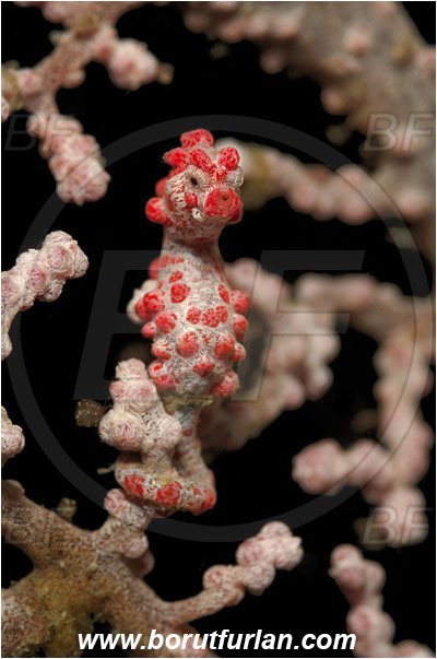 Lembeh strait, Sulawesi, Indonesia, Hippocampus bargibanti, Hippocampus, Syngnathidae, Bargibanti Pygmy Seahorse, Pygmy seahorse, Seahorse, Fish