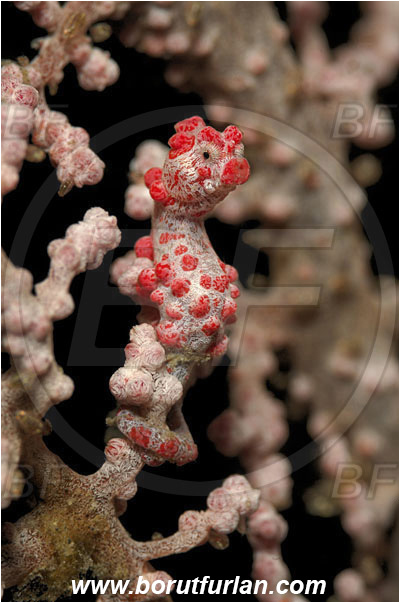 Lembeh strait, Sulawesi, Indonesia, Hippocampus bargibanti, Hippocampus, Syngnathidae, Bargibanti Pygmy Seahorse, Pygmy seahorse, Seahorse, Fish