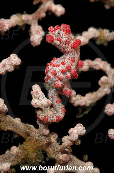 Lembeh strait, Sulawesi, Indonesia, Hippocampus bargibanti, Hippocampus, Syngnathidae, Bargibanti Pygmy Seahorse, Pygmy seahorse, Seahorse, Fish