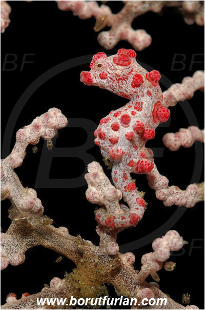 Lembeh strait, Sulawesi, Indonesia, Hippocampus bargibanti, Hippocampus, Syngnathidae, Bargibanti Pygmy Seahorse, Pygmy seahorse, Seahorse, Fish