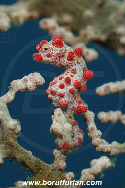 Lembeh strait, Sulawesi, Indonesia, Hippocampus bargibanti, Hippocampus, Syngnathidae, Bargibanti Pygmy Seahorse, Pygmy seahorse, Seahorse, Fish