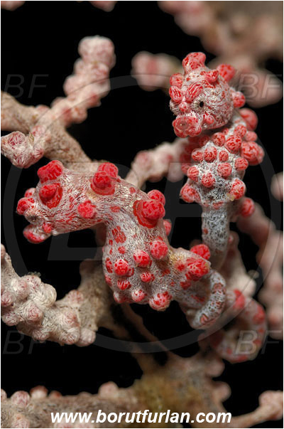 Lembeh strait, Sulawesi, Indonesia, Hippocampus bargibanti, Hippocampus, Syngnathidae, Bargibanti Pygmy Seahorse, Pygmy seahorse, Seahorse, Fish