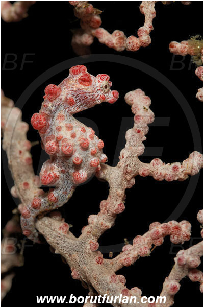 Lembeh strait, Sulawesi, Indonesia, Hippocampus bargibanti, Hippocampus, Syngnathidae, Bargibanti Pygmy Seahorse, Pygmy seahorse, Seahorse, Fish