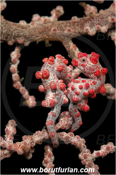 Lembeh strait, Sulawesi, Indonesia, Hippocampus bargibanti, Hippocampus, Syngnathidae, Bargibanti Pygmy Seahorse, Pygmy seahorse, Seahorse, Fish
