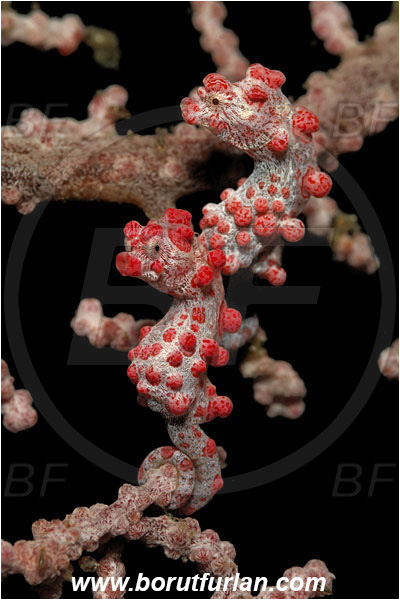 Lembeh strait, Sulawesi, Indonesia, Hippocampus bargibanti, Hippocampus, Syngnathidae, Bargibanti Pygmy Seahorse, Pygmy seahorse, Seahorse, Fish