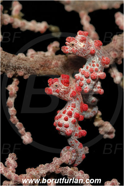Lembeh strait, Sulawesi, Indonesia, Hippocampus bargibanti, Hippocampus, Syngnathidae, Bargibanti Pygmy Seahorse, Pygmy seahorse, Seahorse, Fish
