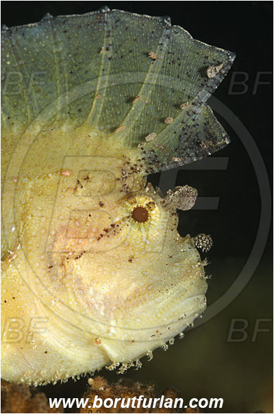 Lembeh strait, Sulawesi, Indonesia, Taenianotus triacanthus, Taenianotus, Scorpaenidae, Leaf Scorpionfish, Scorpionfish, Fish, Portrait