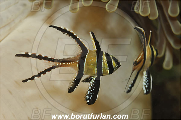 Lembeh strait, Sulawesi, Indonesia, Pterapogon kauderni, Pterapogon, Apogonidae, Banggai cardinalfish, Cardinalfish, Fish
