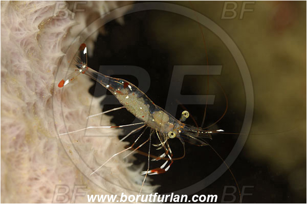 Lembeh strait, Sulawesi, Indonesia, Urocaridella antonbruunii, Urocaridella, Palaemonidae, Decapoda, Cleaner Shrimp, Shrimp, Crustacea, Crustacean
