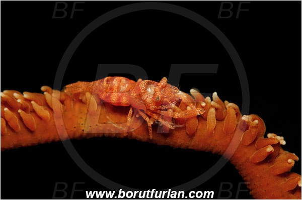 Lembeh strait, Sulawesi, Indonesia, Pontonides unciger, Pontonides, Palaemonidae, Decapoda, Whip Coral Shrimp, Shrimp, Crustacea, Crustacean