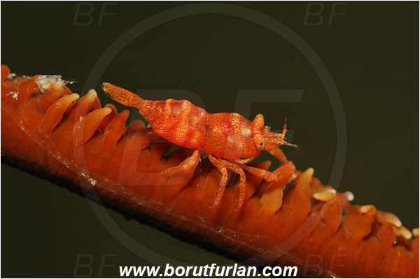 Lembeh strait, Sulawesi, Indonesia, Pontonides unciger, Pontonides, Palaemonidae, Decapoda, Whip Coral Shrimp, Shrimp, Crustacea, Crustacean