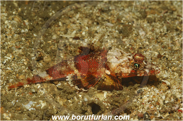 Lembeh strait, Sulawesi, Indonesia, Onigocia spinosa, Onigocia, Platycephalidae, Midget flathead, Flathead, Fish