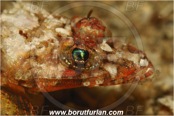 Lembeh strait, Sulawesi, Indonesia, Onigocia spinosa, Onigocia, Platycephalidae, Midget flathead, Flathead, Fish, Portrait