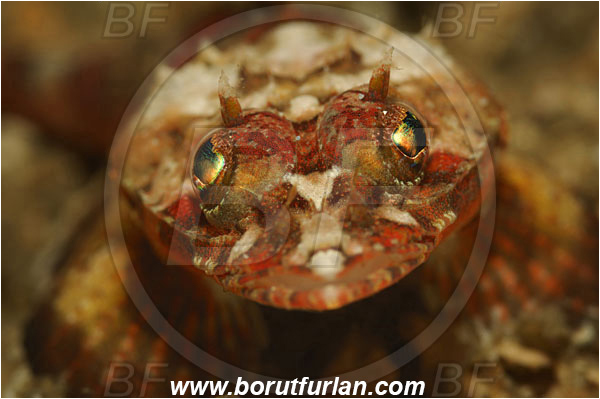Lembeh strait, Sulawesi, Indonesia, Onigocia spinosa, Onigocia, Platycephalidae, Midget flathead, Flathead, Fish, Portrait
