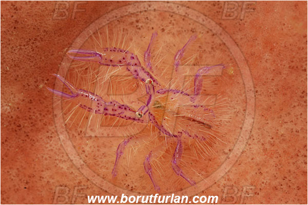 Lembeh strait, Sulawesi, Indonesia, Lauriea siagiani, Lauriea, Galatheidae, Decapoda, Hairy Squat Lobster, Squat lobster, Crustacea, Crustacean