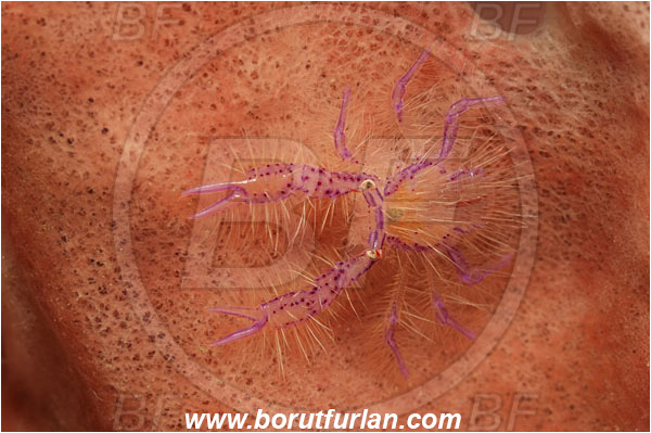 Lembeh strait, Sulawesi, Indonesia, Lauriea siagiani, Lauriea, Galatheidae, Decapoda, Hairy Squat Lobster, Squat lobster, Crustacea, Crustacean