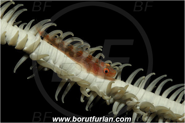 Lembeh strait, Sulawesi, Indonesia, Bryaninops sp., Bryaninops, Goby, Gobiidae, Fish