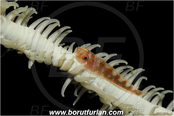 Lembeh strait, Sulawesi, Indonesia, Bryaninops sp., Bryaninops, Goby, Gobiidae, Fish