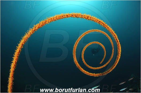 Lembeh strait, Sulawesi, Indonesia, Cirripathes spiralis, Cirripathes, Antipathidae, Spiral wire coral, Wire coral, Cnidarian, Cnidaria, Reef, Diver