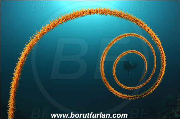 Lembeh strait, Sulawesi, Indonesia, Cirripathes spiralis, Cirripathes, Antipathidae, Spiral wire coral, Wire coral, Cnidarian, Cnidaria, Reef, Diver