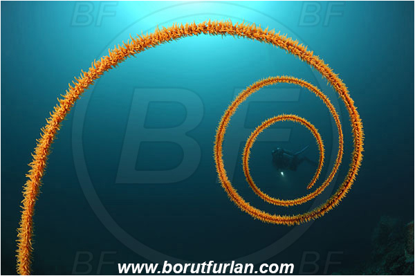 Lembeh strait, Sulawesi, Indonesia, Cirripathes spiralis, Cirripathes, Antipathidae, Spiral wire coral, Wire coral, Cnidarian, Cnidaria, Reef, Diver