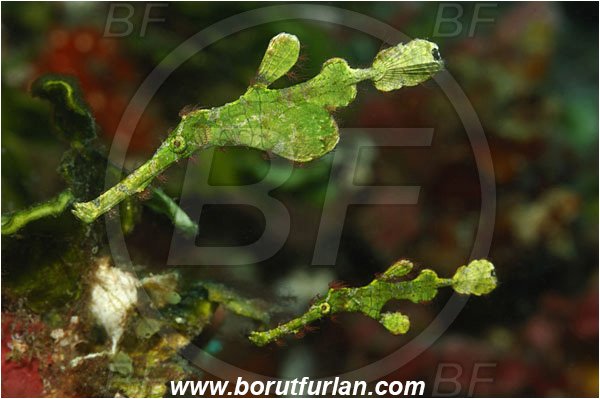 Lembeh strait, Sulawesi, Indonesia, Solenostomus halimeda, Solenostomus, Solenostomidae, Halimeda Ghost Pipefish, Ghost Pipefish, Fish