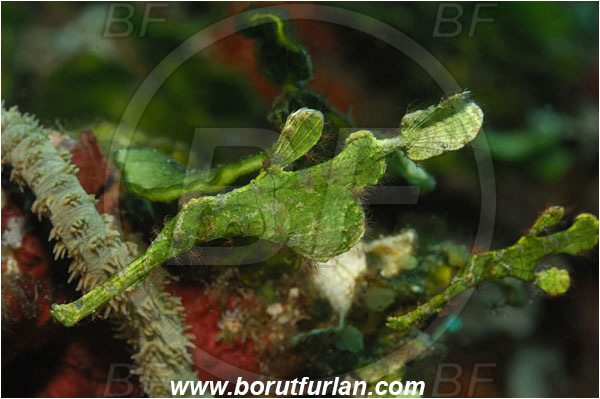 Lembeh strait, Sulawesi, Indonesia, Solenostomus halimeda, Solenostomus, Solenostomidae, Halimeda Ghost Pipefish, Ghost Pipefish, Fish