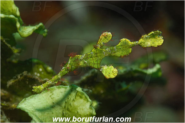 Lembeh strait, Sulawesi, Indonesia, Solenostomus halimeda, Solenostomus, Solenostomidae, Halimeda Ghost Pipefish, Ghost Pipefish, Fish