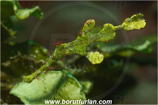 Lembeh strait, Sulawesi, Indonesia, Solenostomus halimeda, Solenostomus, Solenostomidae, Halimeda Ghost Pipefish, Ghost Pipefish, Fish