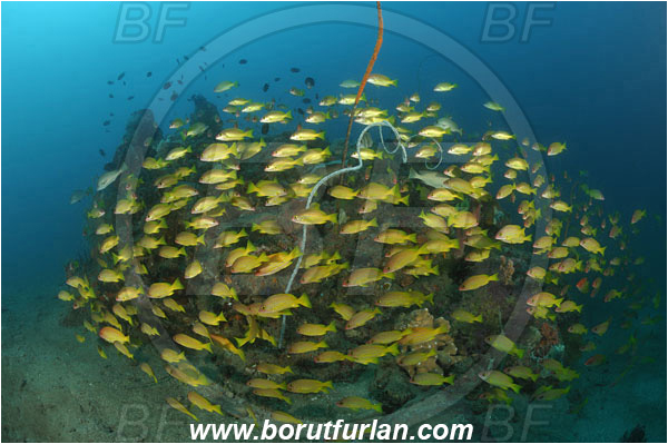 Lembeh strait, Sulawesi, Indonesia, Lutjanus rufolineatus, Lutjanus, Lutjanidae, Yellow-lined snapper, Snapper, Fish, Fish school, Reef
