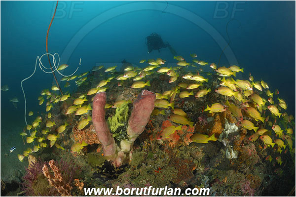 Lembeh strait, Sulawesi, Indonesia, Lutjanus rufolineatus, Lutjanus, Lutjanidae, Yellow-lined snapper, Snapper, Fish, Fish school, Reef, Diver