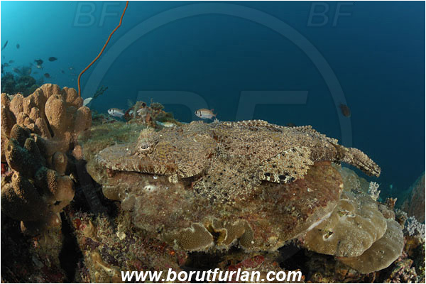 Lembeh strait, Sulawesi, Indonesia, Papilloculiceps longiceps, Papilloculiceps, Platycephalidae, Tentacled flathead, Flathead, Fish, Reef