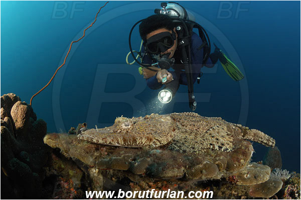 Lembeh strait, Sulawesi, Indonesia, Papilloculiceps longiceps, Papilloculiceps, Platycephalidae, Tentacled flathead, Flathead, Fish, Reef, Diver